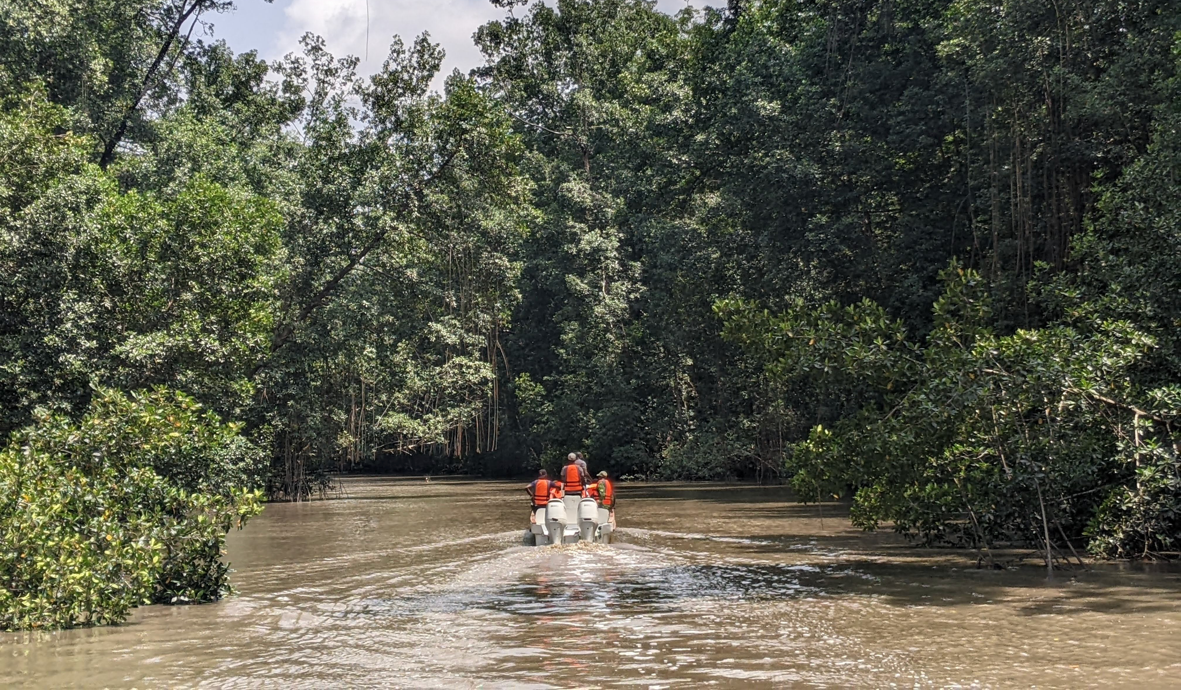 Mangroves of Palian River Estuary, Gabon