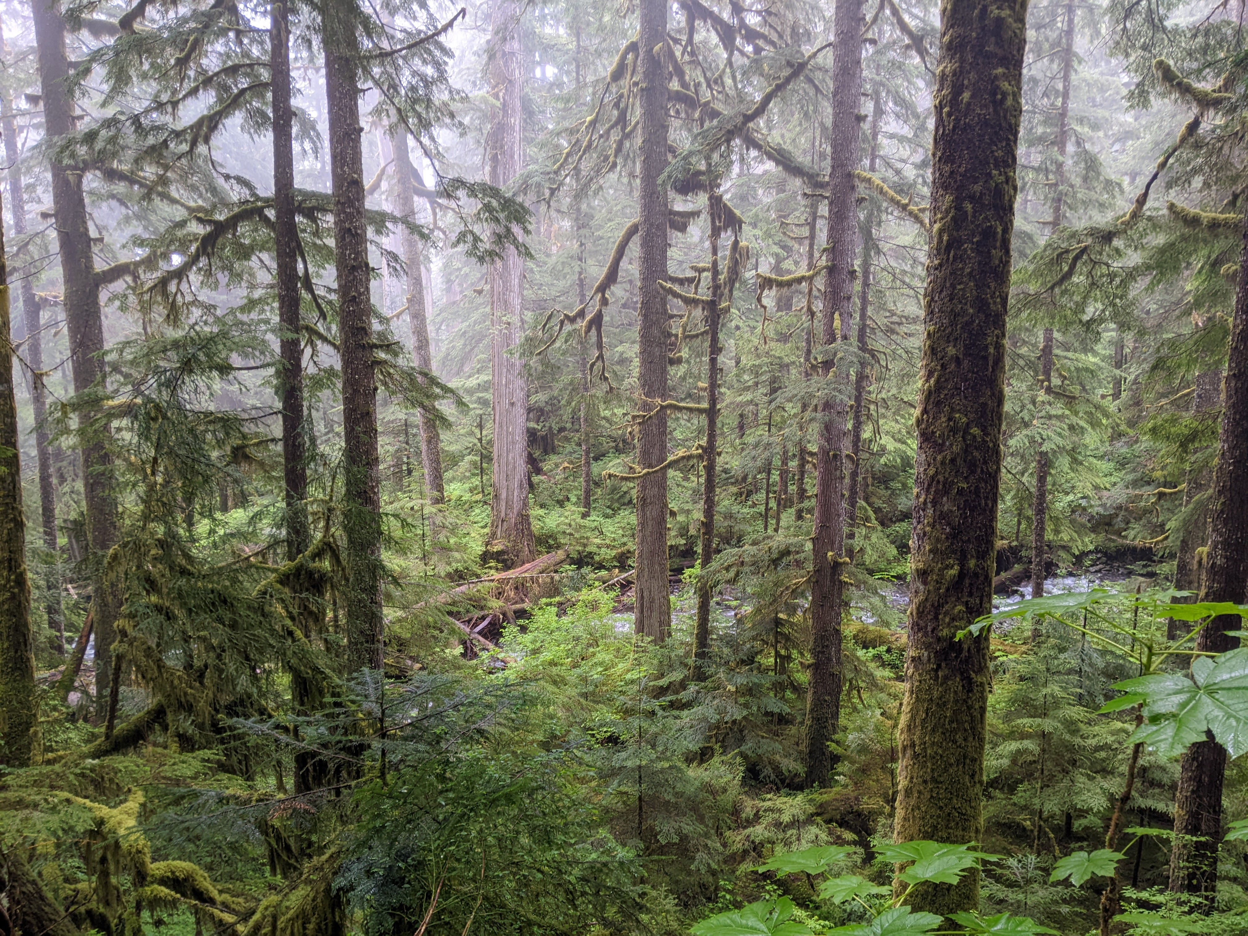 Forests of Oregon