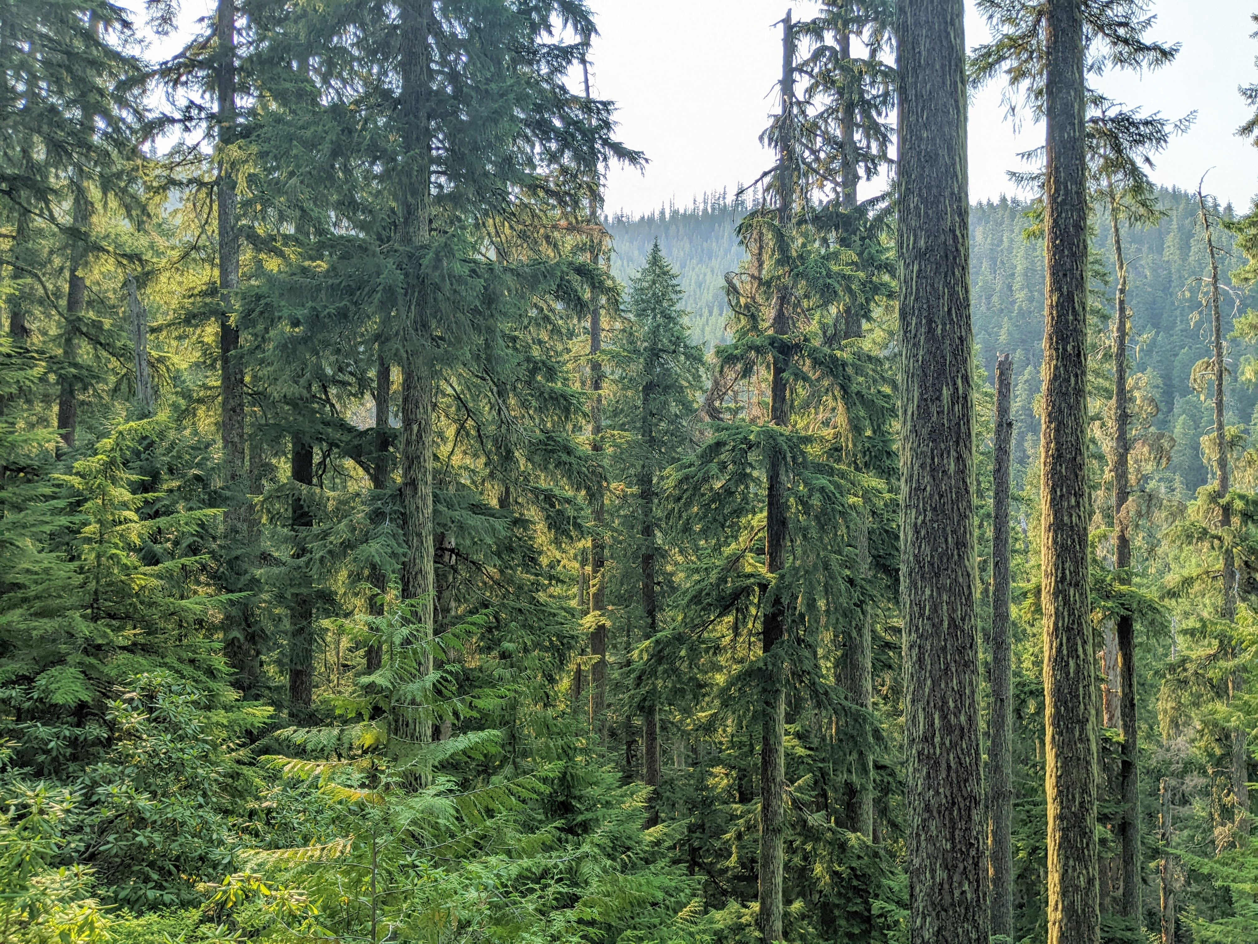 Forests of Oregon