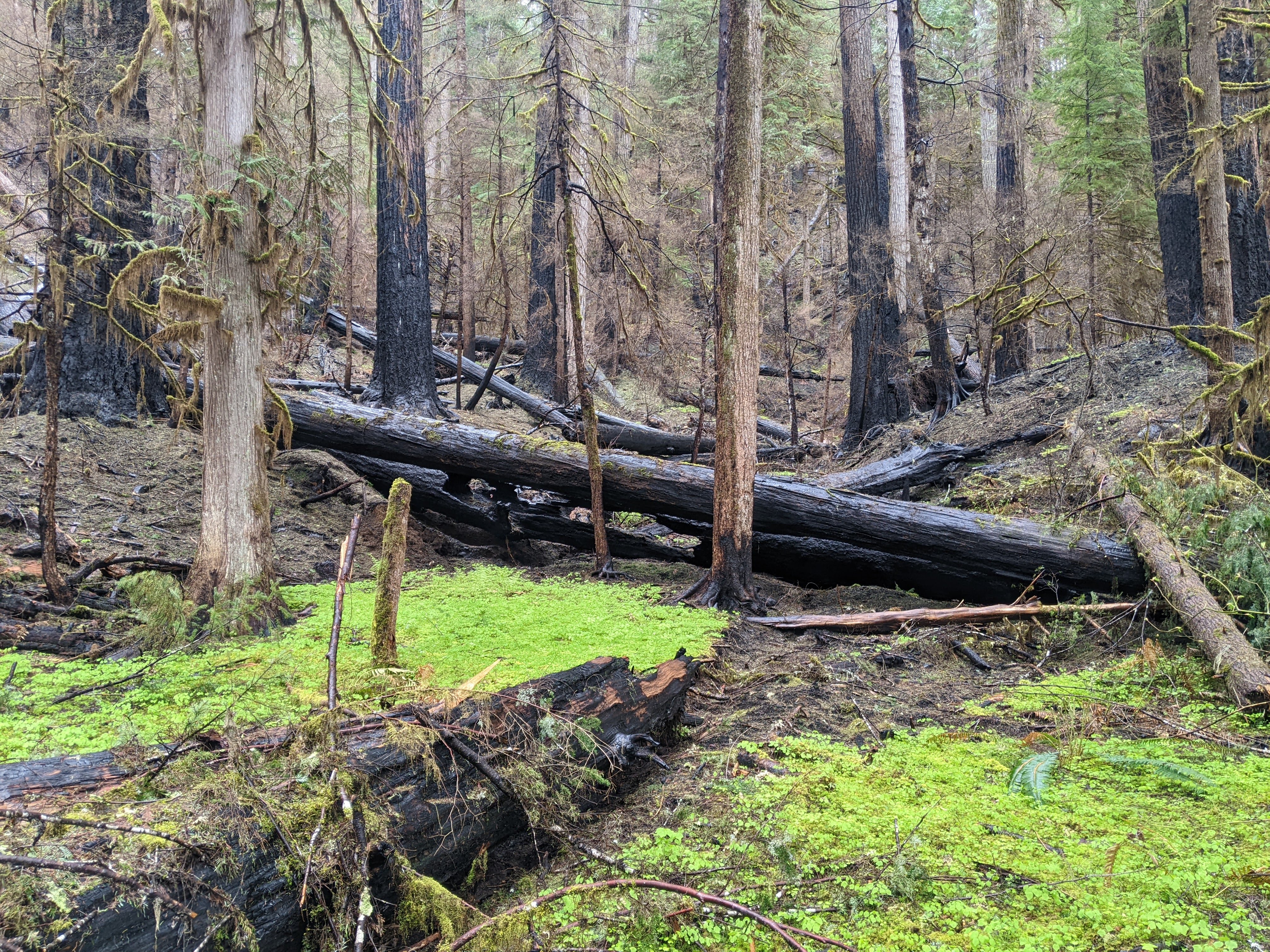 Burnt forest, HJ Andrews Experimental Forest