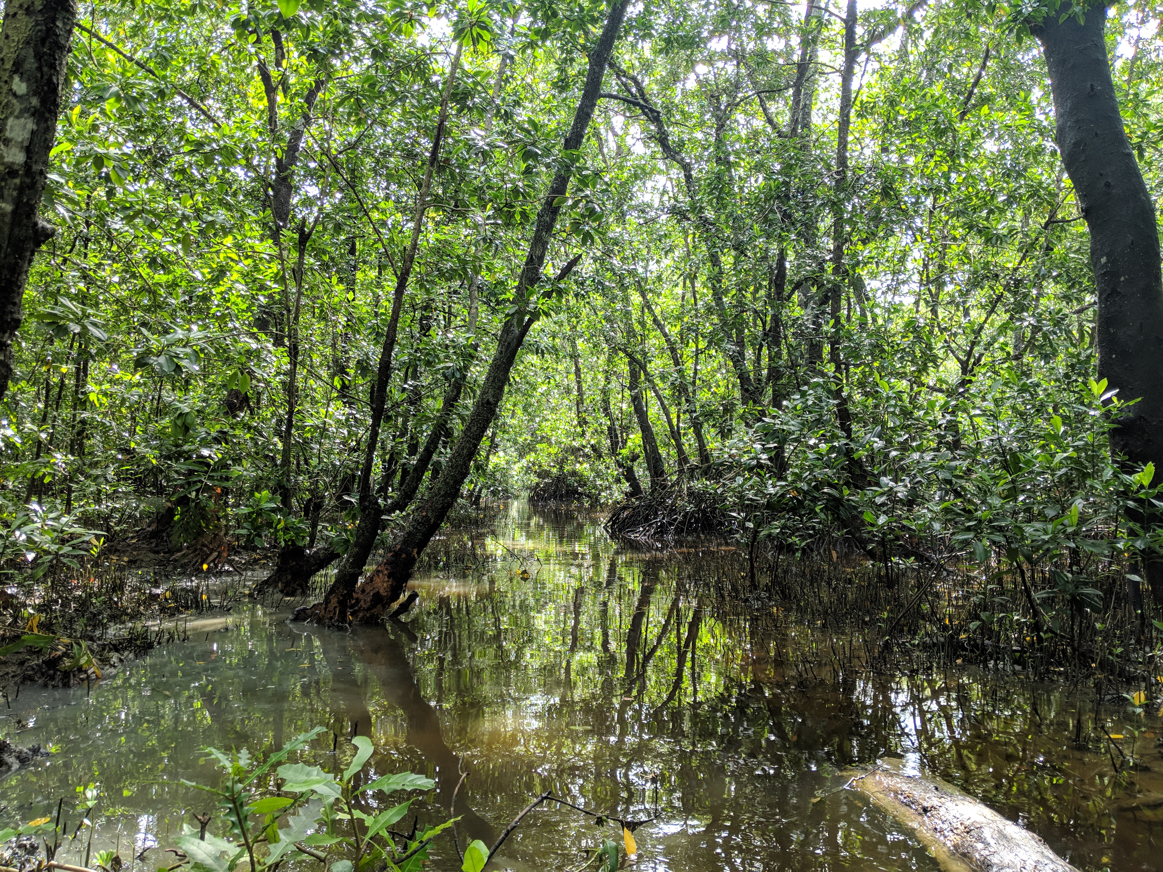 Mangrove of Krabi River Estuary, Thailand